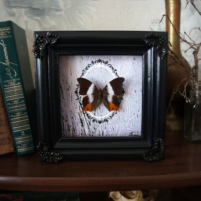 Real Framed Butterfly Collection popular - light brown frame