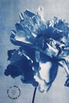 Fleur Lokta A3 - Impression cyanotype (ref16)