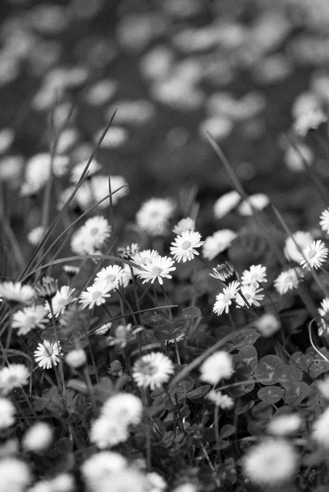 Image of Daisies