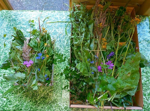 Image of Mystery seasonal Kraft tray filled with fresh forage, treats and enrichment