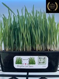 Organic Wheat Spelt Cat Grass (THIS ITEM CAN NOT BE POSTED) collection only