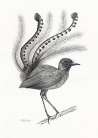 Image 1 of 'Darren' the Lyrebird Original Drawing