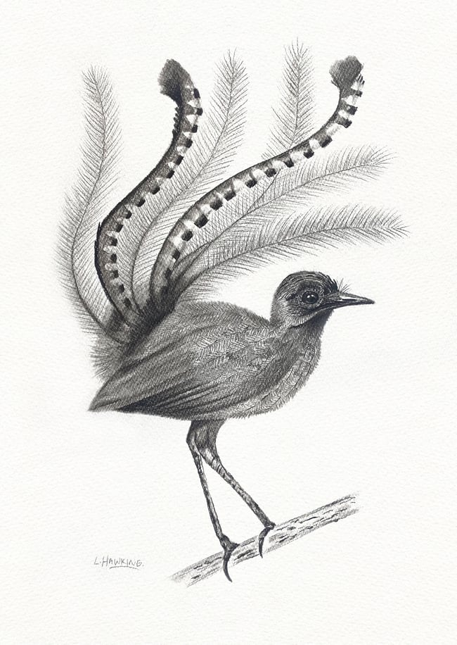 'Darren' the Lyrebird Original Drawing Project Pea
