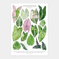 Image 1 of Syngonium Species Poster