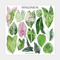 Image 3 of Syngonium Species Poster