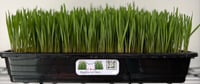 Deluxe Organic Wheat Spelt Cat Grass (COLLECTION ONLY)