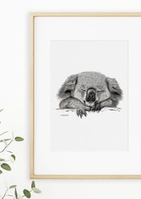 Image 2 of 'Baz' the Koala Fine Art Print