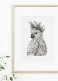 Image 2 of 'Conrad' the Cockatoo Fine Art Print