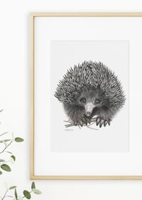 Image 2 of 'Trev' the Echidna Fine Art Print