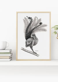 Image 2 of 'Nigel' the Lyrebird Fine Art Print