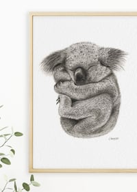 Image 3 of 'Kevin' the Koala Fine Art Print