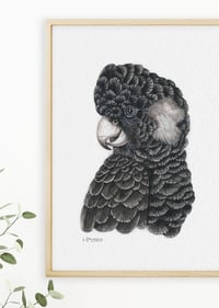 Image 3 of 'Sharon' the Black Cockatoo Fine Art Print