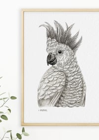 Image 3 of 'Conrad' the Cockatoo Fine Art Print