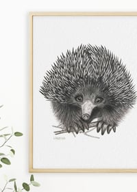 Image 3 of 'Trev' the Echidna Fine Art Print