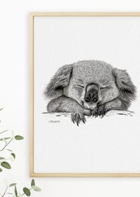 Image 3 of 'Baz' the Koala Fine Art Print