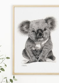 Image 3 of 'Bert' the Koala Fine Art Print