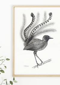 Image 2 of 'Darren' the Lyrebird Original Drawing