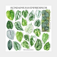 Image 2 of Epipremnum & Scindapsus Species Poster