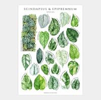 Image 1 of Epipremnum & Scindapsus Species Poster
