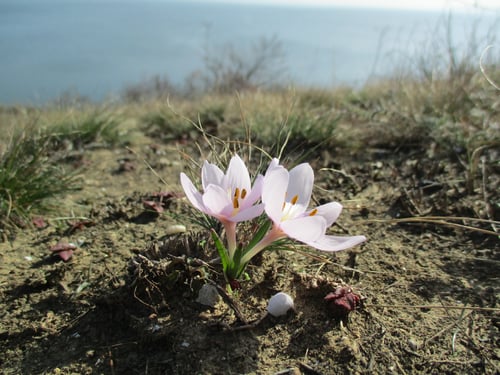 Image of Flora of Ukraine