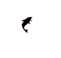 single dolphin 