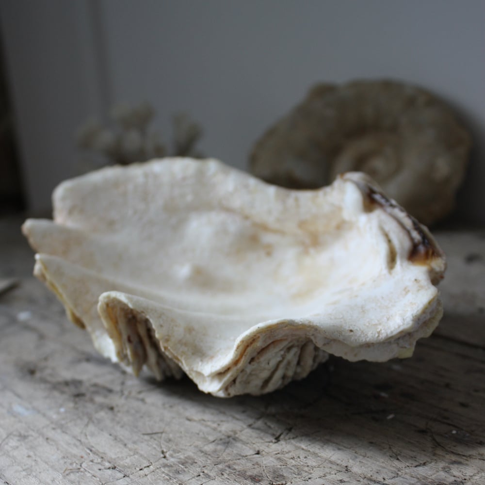Image of Coquillage Bénitier N°2.