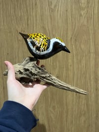 Image 1 of Golden Plover