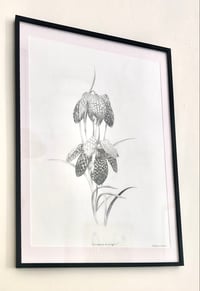 Image 2 of Fritillaria Meleagris