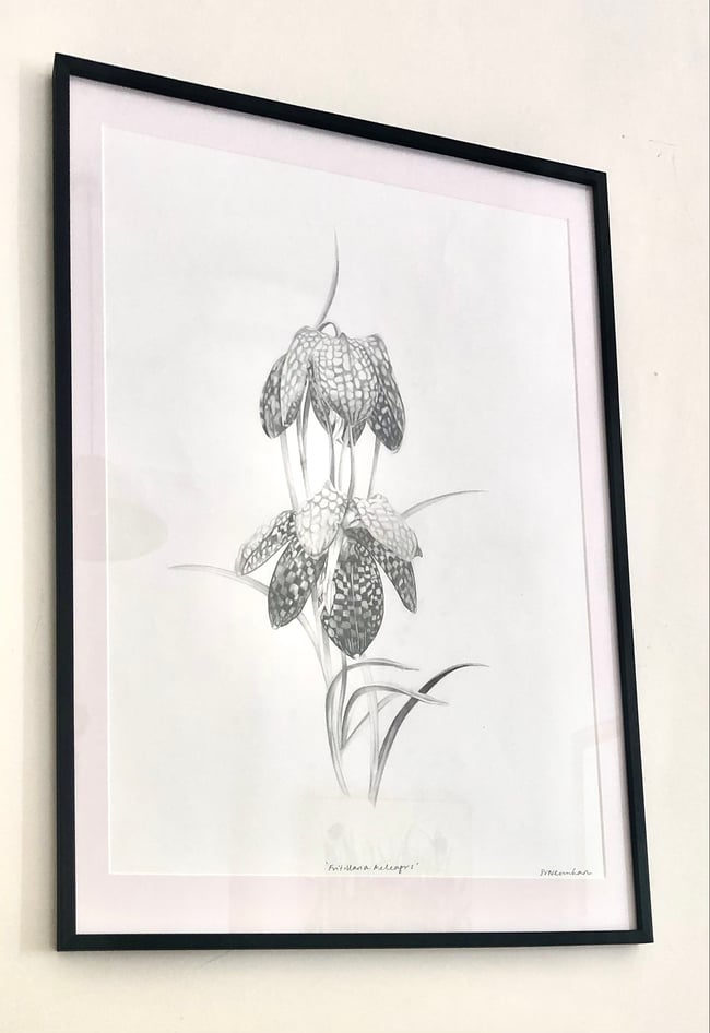 Fritillaria Meleagris