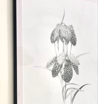 Image 1 of Fritillaria Meleagris