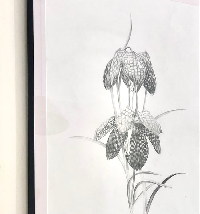 Fritillaria Meleagris