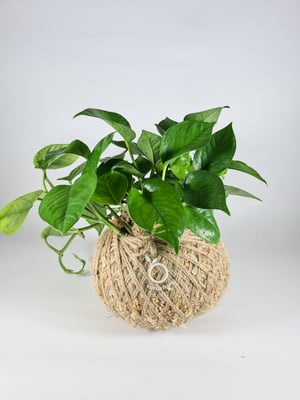 Image of Epipremnum aureum  Jade