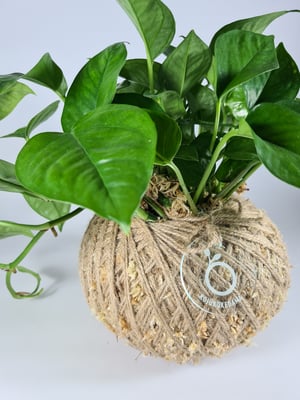 Image of Epipremnum aureum  Jade