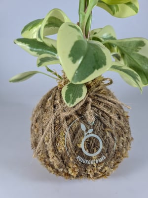 Image of Variegated Peperomia Obtusifolia Kokedama