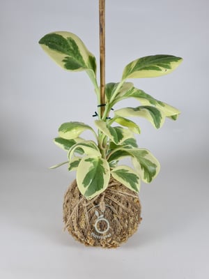 Image of Variegated Peperomia Obtusifolia Kokedama