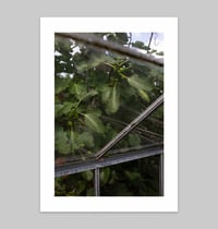 Image 2 of PRINTS - The Planting of a Fig Tree