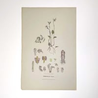 Image 2 of Original R.D. Fitzgerald Stone Lithograph, 'Adenochilus Nortoni' Orchid c.1870s