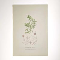 Image 2 of Original R.D. Fitzgerald Stone Lithograph, 'Bolbophyllum Sheperdi' Orchid 1878