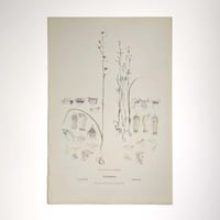 Image 2 of Original R.D. Fitzgerald Stone Lithograph, 'Caladenia' Orchid c.1870s
