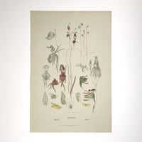 Image 2 of Original R.D. Fitzgerald Stone Lithograph, 'Caleana' Orchid c.1870s 
