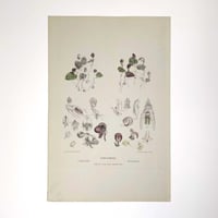Image 2 of Original R.D. Fitzgerald Stone Lithograph, 'Corysanthes' Orchid c1870-80