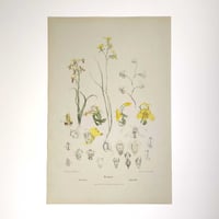 Image 2 of Original R.D. Fitzgerald Stone Lithograph, 'Diuris' Orchid c.1870-80