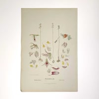 Image 2 of Original R.D. Fitzgerald Stone Lithograph, 'Prasophyllum' Orchid 1879