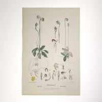 Image 2 of Original R.D. Fitzgerald Stone Lithograph, 'Pterostylis Hispidula' Orchid, 1878