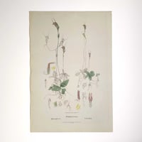 Image 2 of Original R.D. Fitzgerald Stone Lithograph, 'Pterostylis Concinna' Orchid 1878