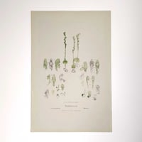 Image 2 of Original R.D. Fitzgerald Stone Lithograph, 'Pterostylis Mutica' Orchid 1870-80