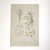 Image 2 of Original R.D. Fitzgerald Stone Lithograph, 'Sarcochilus Olivaceus' Orchid, 1879