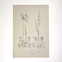 Image 2 of Original R.D. Fitzgerald Stone Lithograph, 'Thelymitra' Orchid 1878