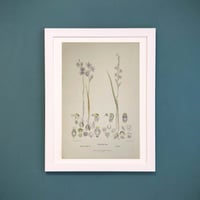 Image 1 of Original R.D. Fitzgerald Stone Lithograph, 'Thelymitra' Orchid 1878