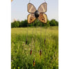 Real butterfly the yellow-edged giant owl / Caligo atreus